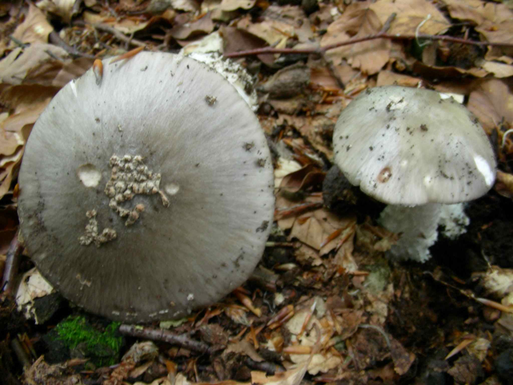 2043 Giugno vecchio ritrovamento